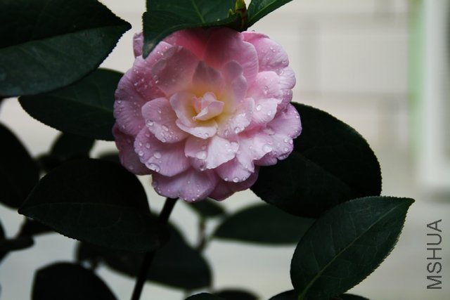2011.04.14.�軨 022.jpg