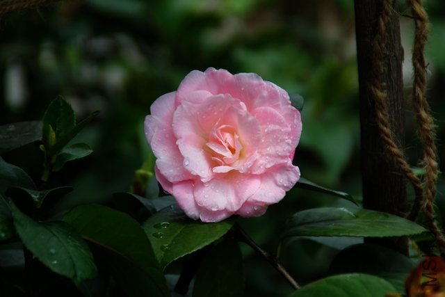 2011.04.14.�軨 033.jpg