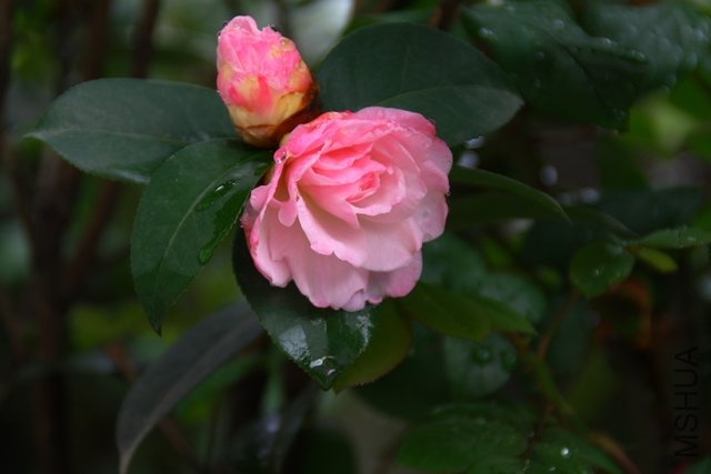 2011.04.14.�軨 013.jpg