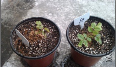 �����ſ����