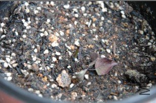 ���ڵ�����