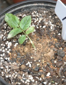 ���ڵ���������³˹��