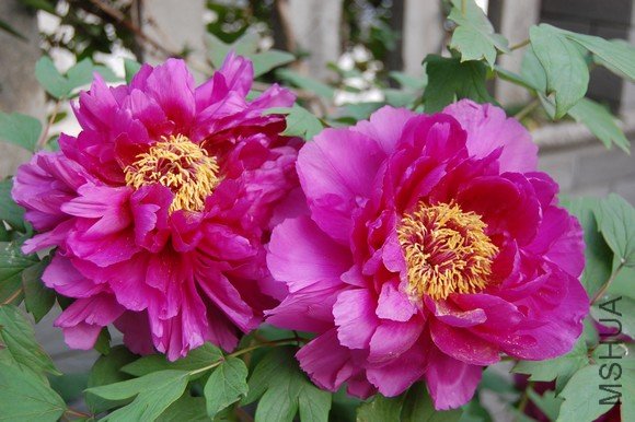 DSC_0037.JPG