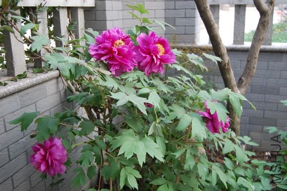 DSC_0039.JPG