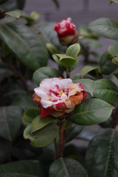 DSC_0051.JPG
