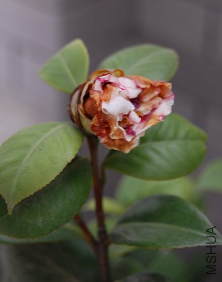 DSC_0053.JPG