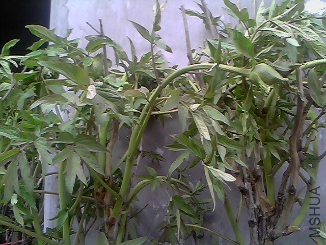 IMG0281A.jpg