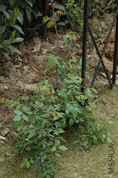 DSC_4888s.jpg
