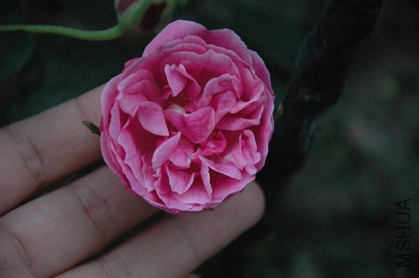 DSC_5008s.jpg