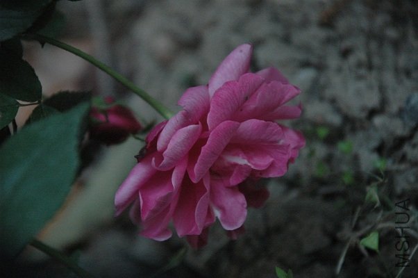 DSC_5007s.jpg