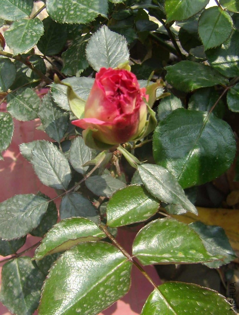 P4140005b.jpg