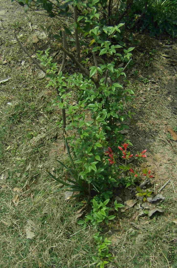 P4140007b.jpg