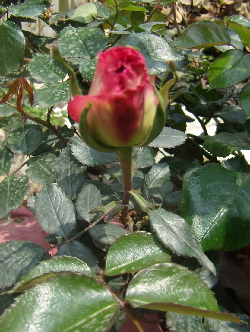 P4140006b.jpg