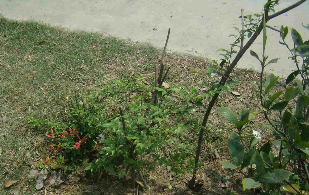 P4140010b.jpg