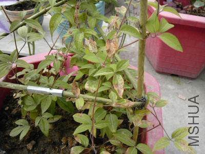 ������С C360_2011-04-14 10-04-36_org.jpg