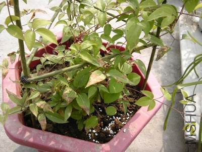 ������С C360_2011-04-14 10-04-14_org.jpg