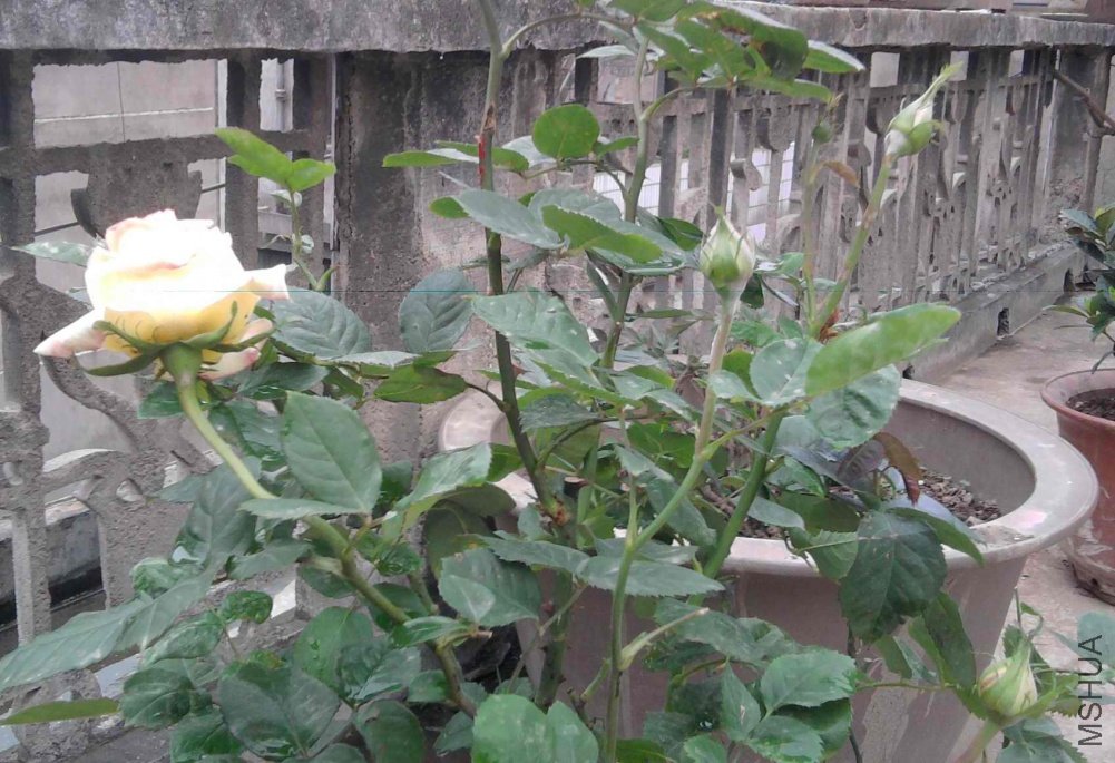 ��Ƭ0345.jpg