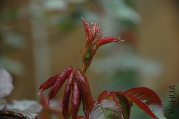DSC_4959s.jpg