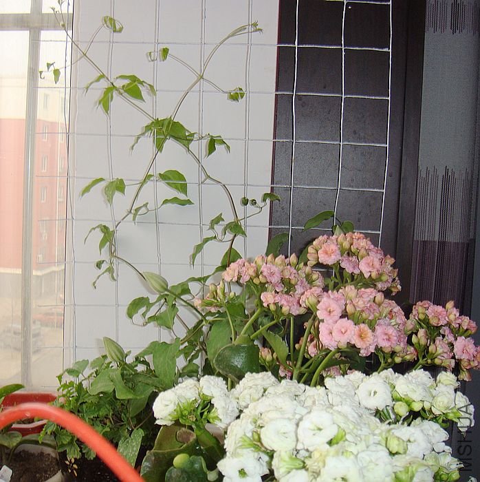 DSC08536.JPG