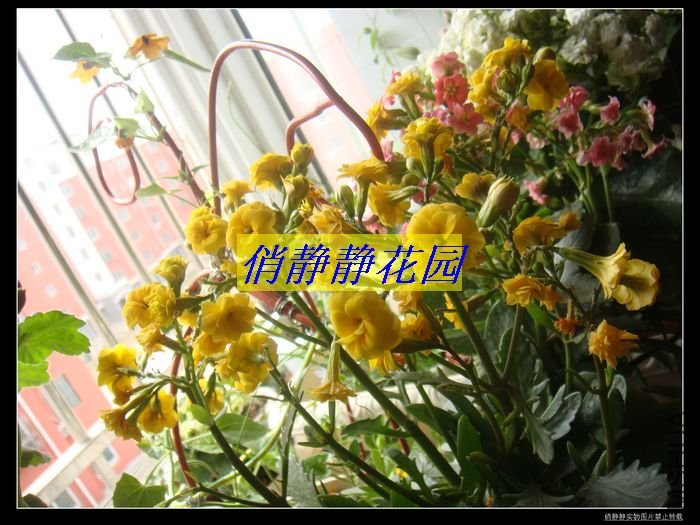 DSC08616.JPG