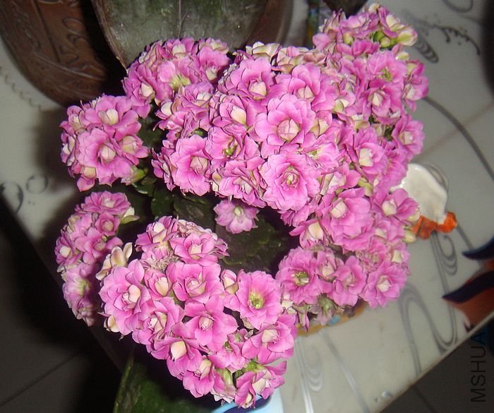 DSC07874.JPG