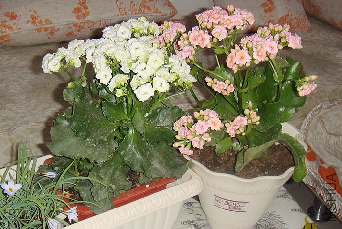 DSC08482.JPG