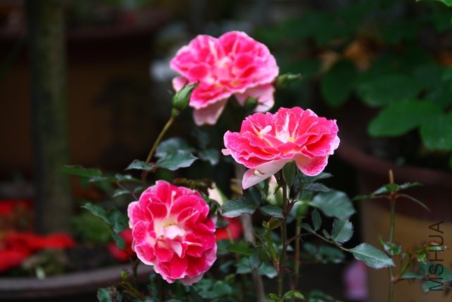 2011.04.15.΢���¼� 004.jpg