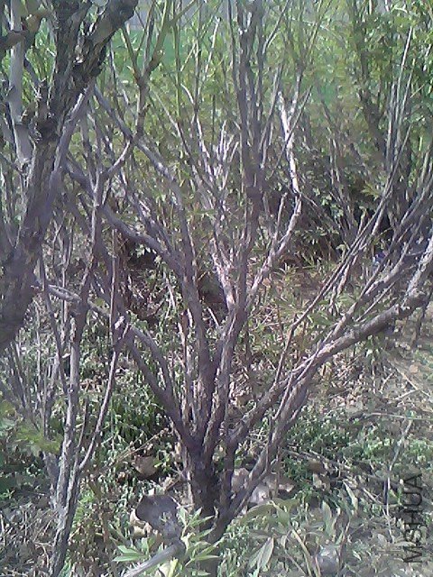 IMG0271A.jpg