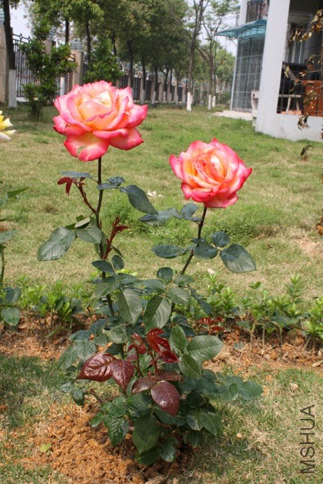 IMG_3339.jpg