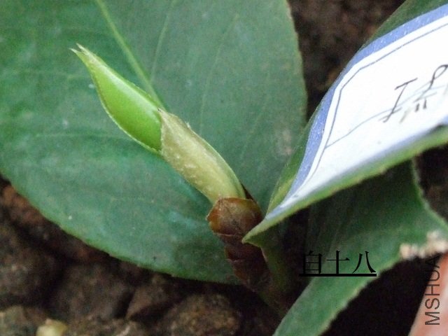 2011-04-11 006 (640x480).jpg