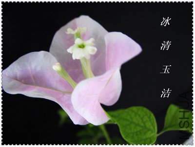 ����ӣ�� 1770.jpg