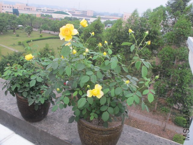 IMG_2012.jpg