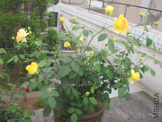IMG_2016.jpg