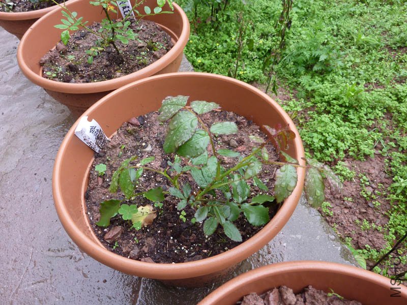 P1080685.jpg