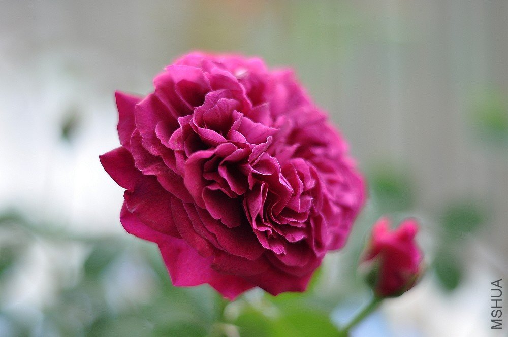 DSC_0026.jpg