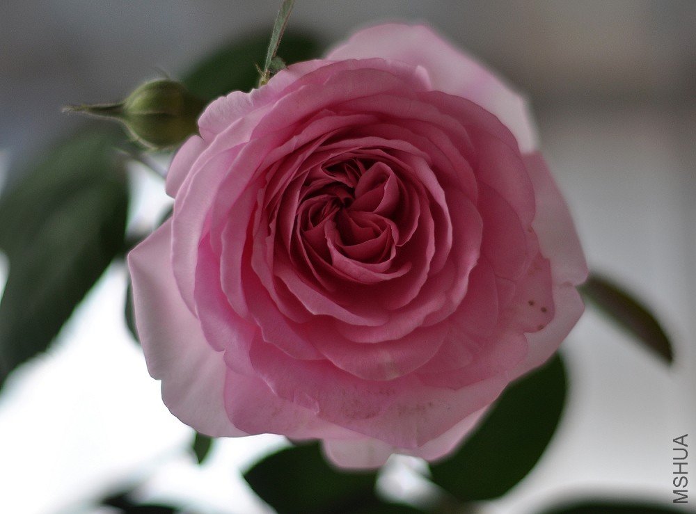 DSC_0018.jpg