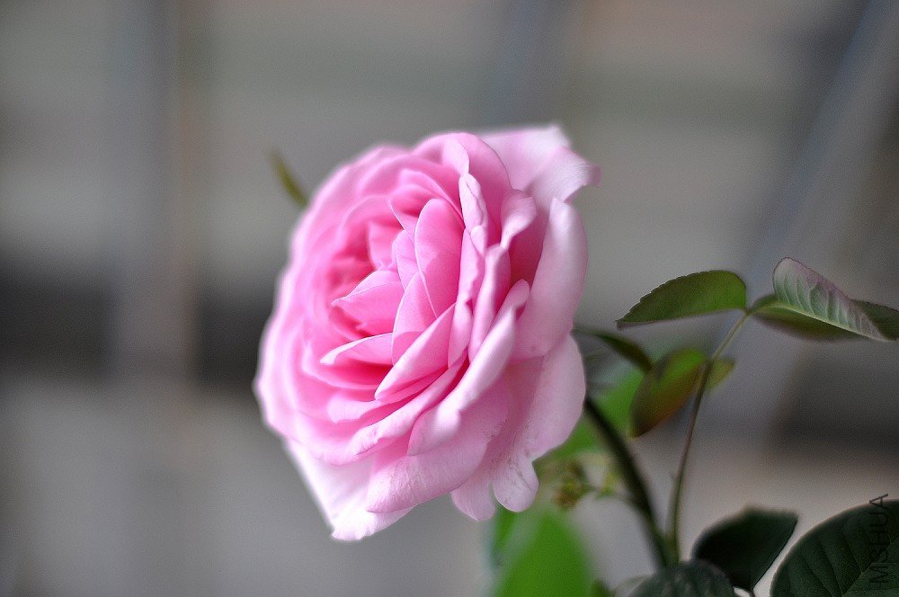 DSC_0024.jpg