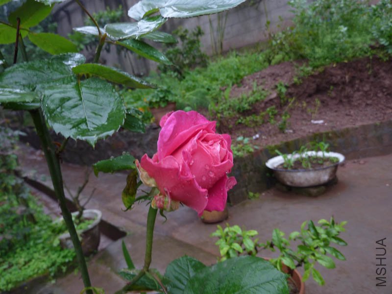 P1080666.jpg