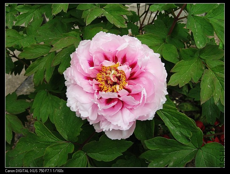 ĵ��2011 005.jpg