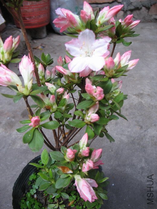 ������ 208.jpg