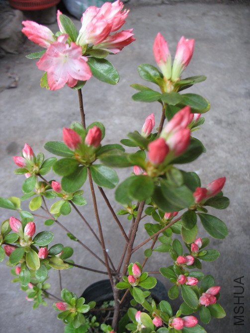 ������ 212.jpg