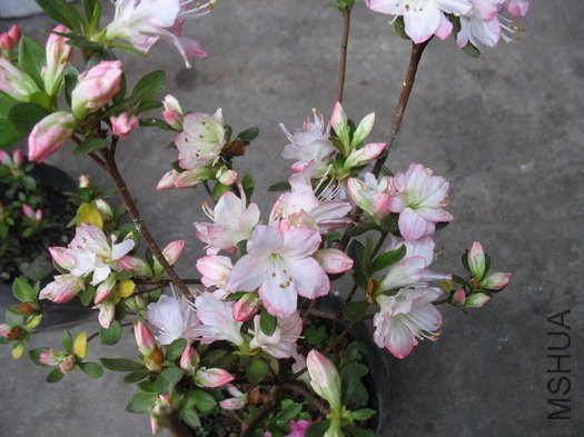 ������ 218.jpg