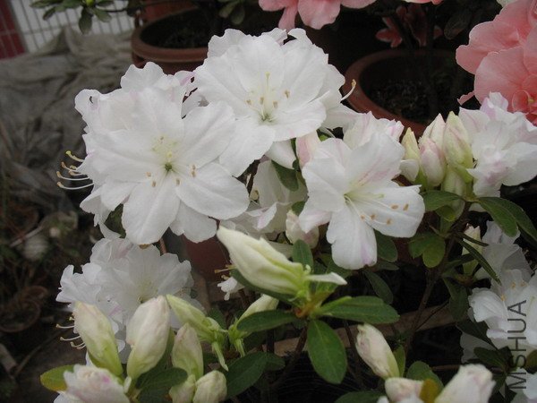 ������ 223.jpg