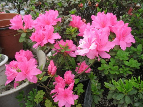 ������ 225.jpg