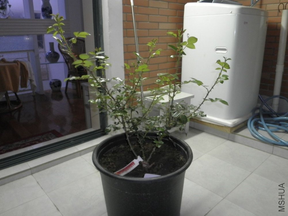 P4150127.jpg