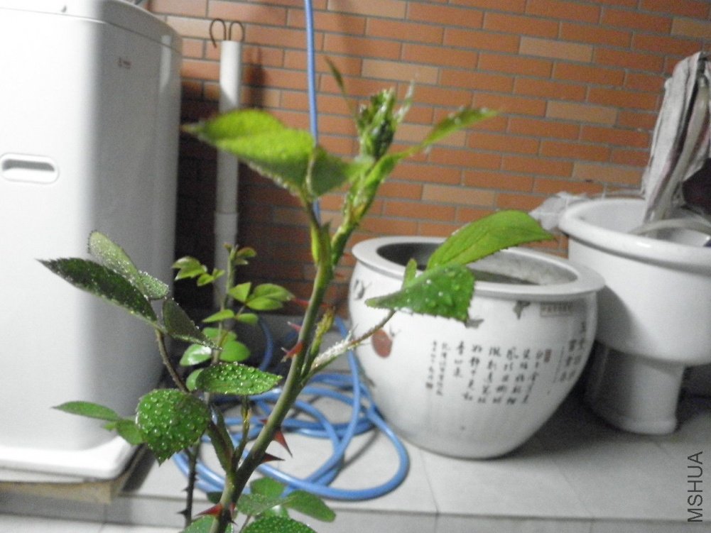 P4150133.jpg