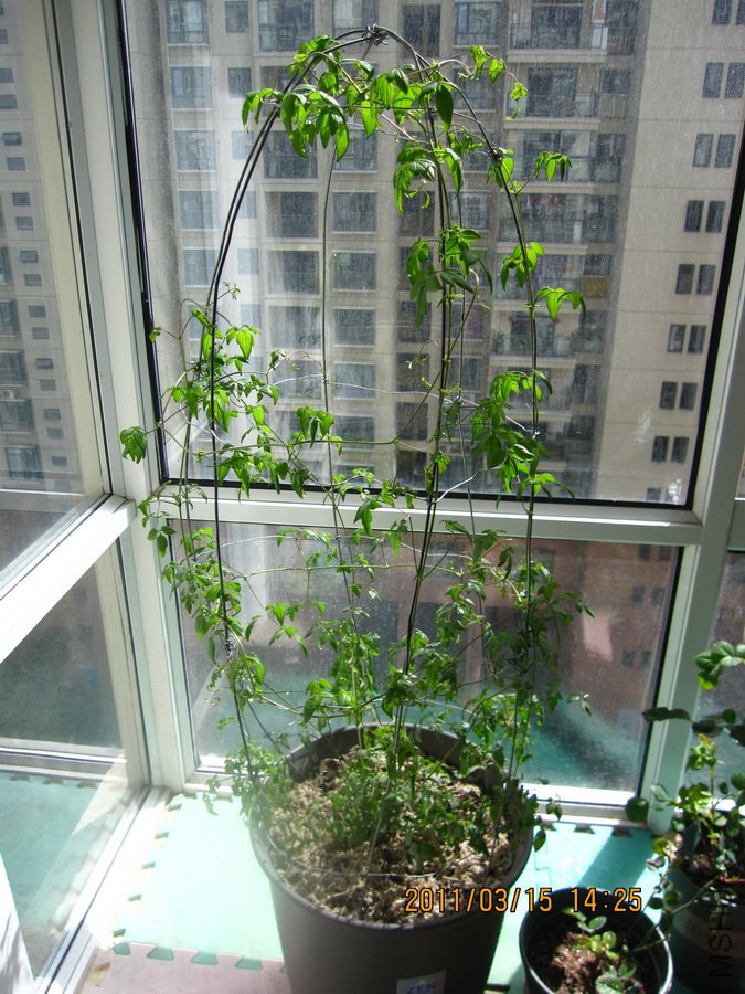 �ҵ�����ȥ�궬�����