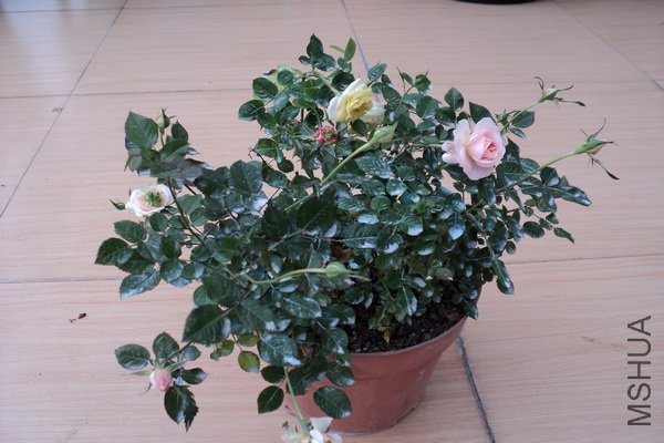 ��Ƭ 193_������С.jpg