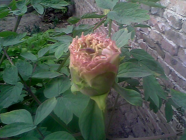 IMG0299A.jpg