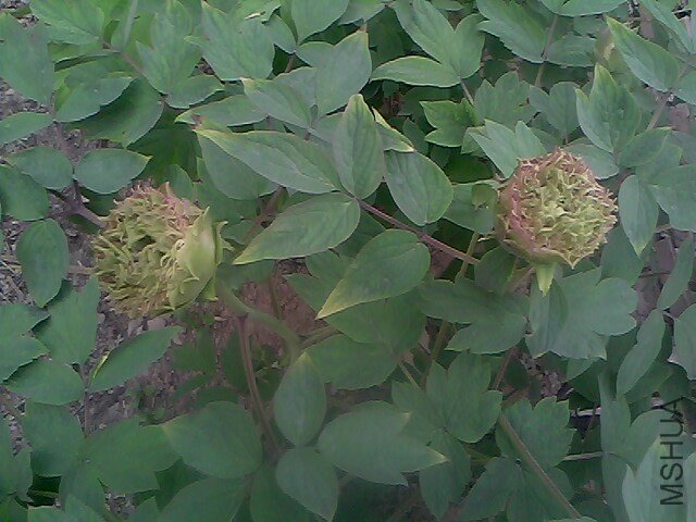 IMG0301A.jpg